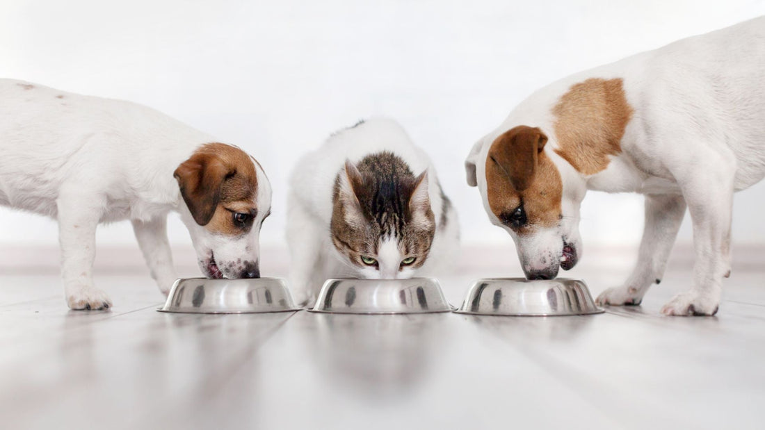 Grain vs. Grain-Free Nutrition: What's Best for Your Pet? - Kika USA SuperiorCare.Pet