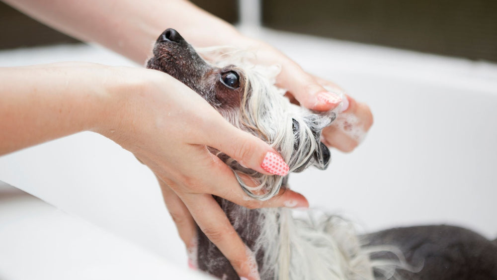 Grooming Routine for Hairless Pets: Why Skin Care is Just as Important as for Long-Haired Breeds - Kika USA SuperiorCare.Pet