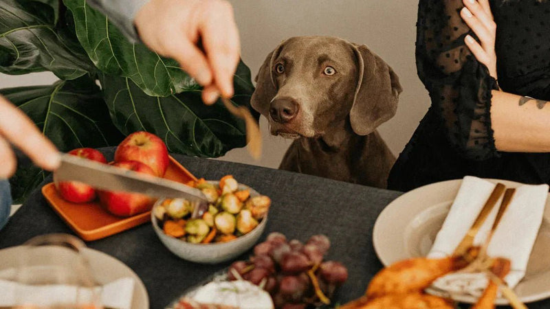 Holiday Foods That Are Dangerous for Pets: Plan Ahead for a Safe Season