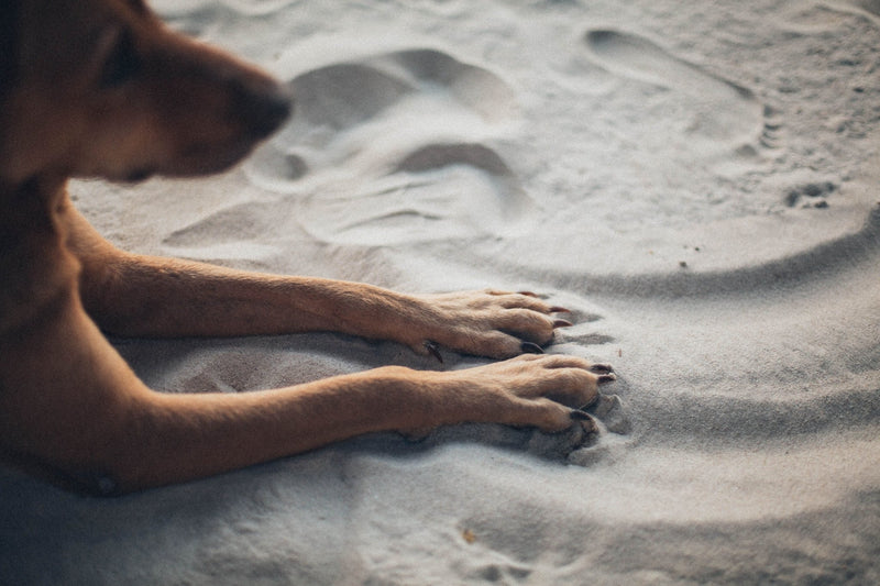 Hot Pavement and Dog Paws: Summer Protection Guide
