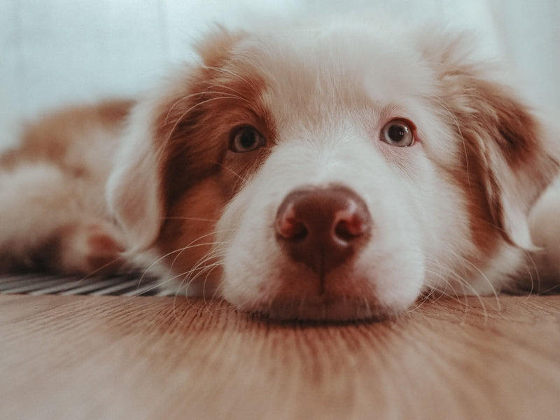 How Much Do Puppy Vaccine Shots Cost? A Complete Guide to New Dog Owners