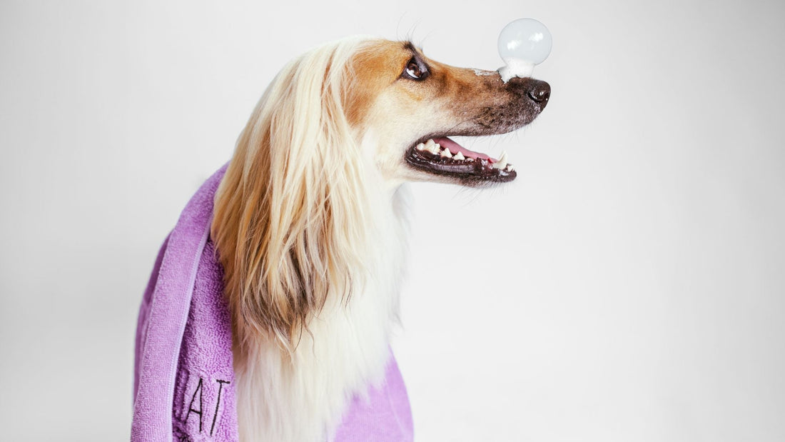How Often Should You Bathe Your Pet? Expert Tips for Dogs and Cats - Kika USA SuperiorCare.Pet