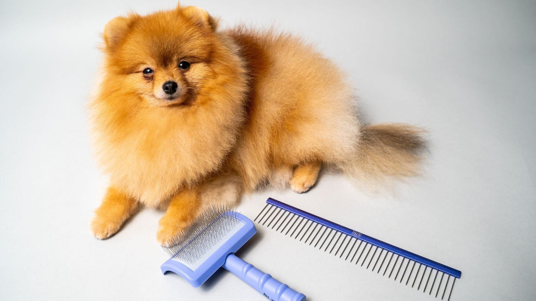 How Often Should You Brush Your Dog? Expert Tips for Every Breed - Kika USA SuperiorCare.Pet