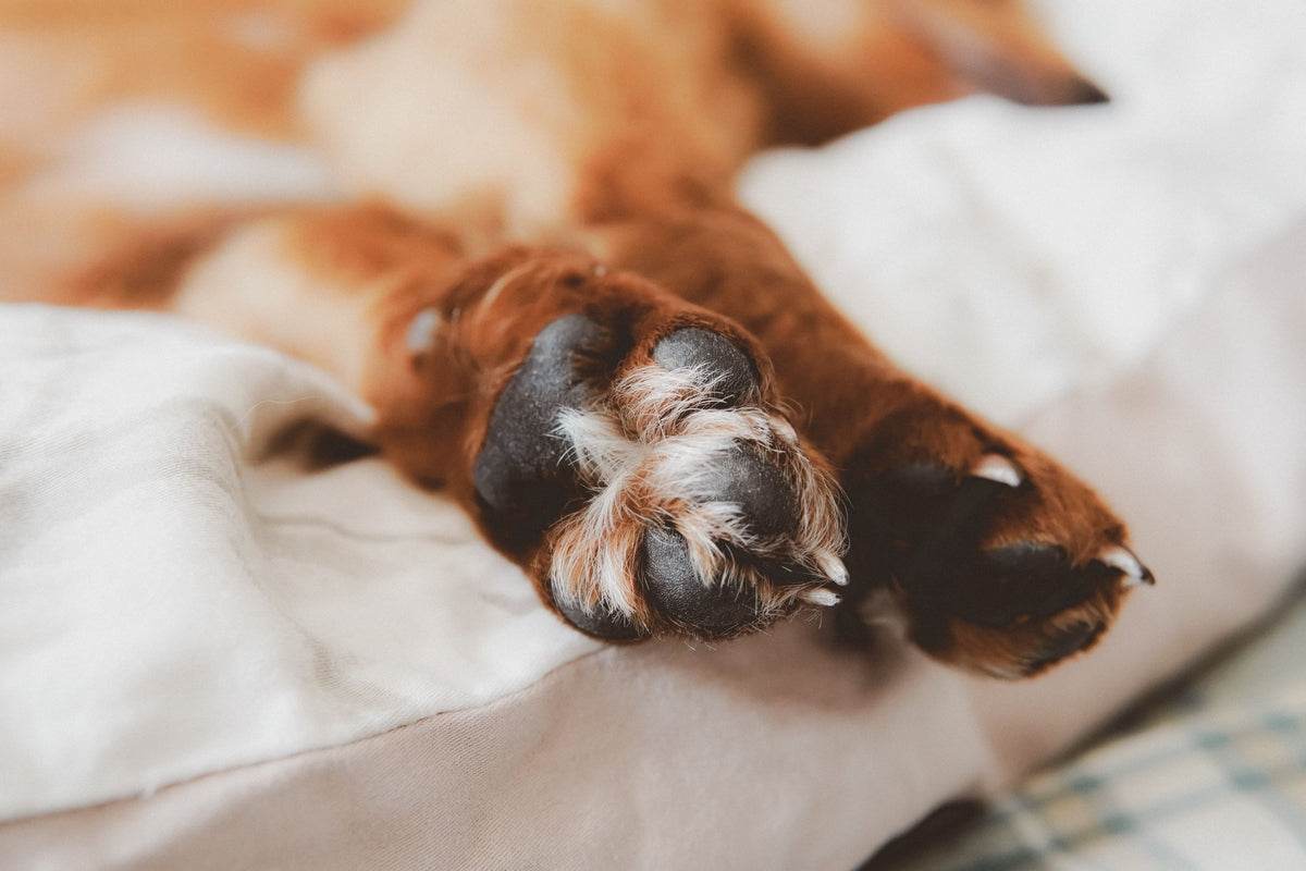 How to Apply Dog Paw Balm Correctly