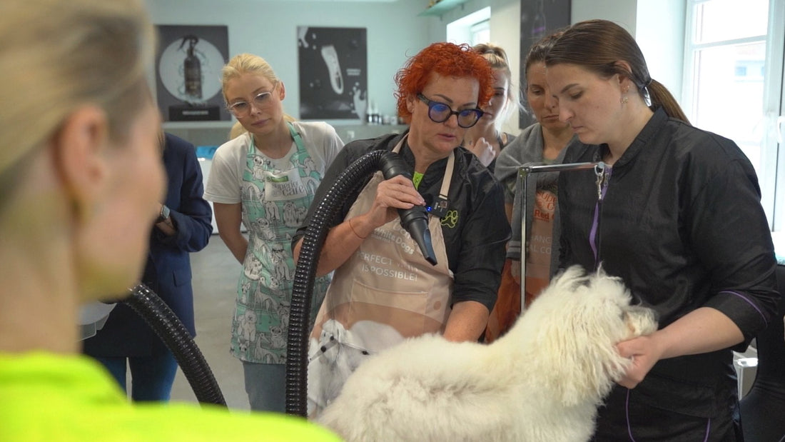 How To Blow Dry Your Dog At Home? - Kika USA SuperiorCare.Pet