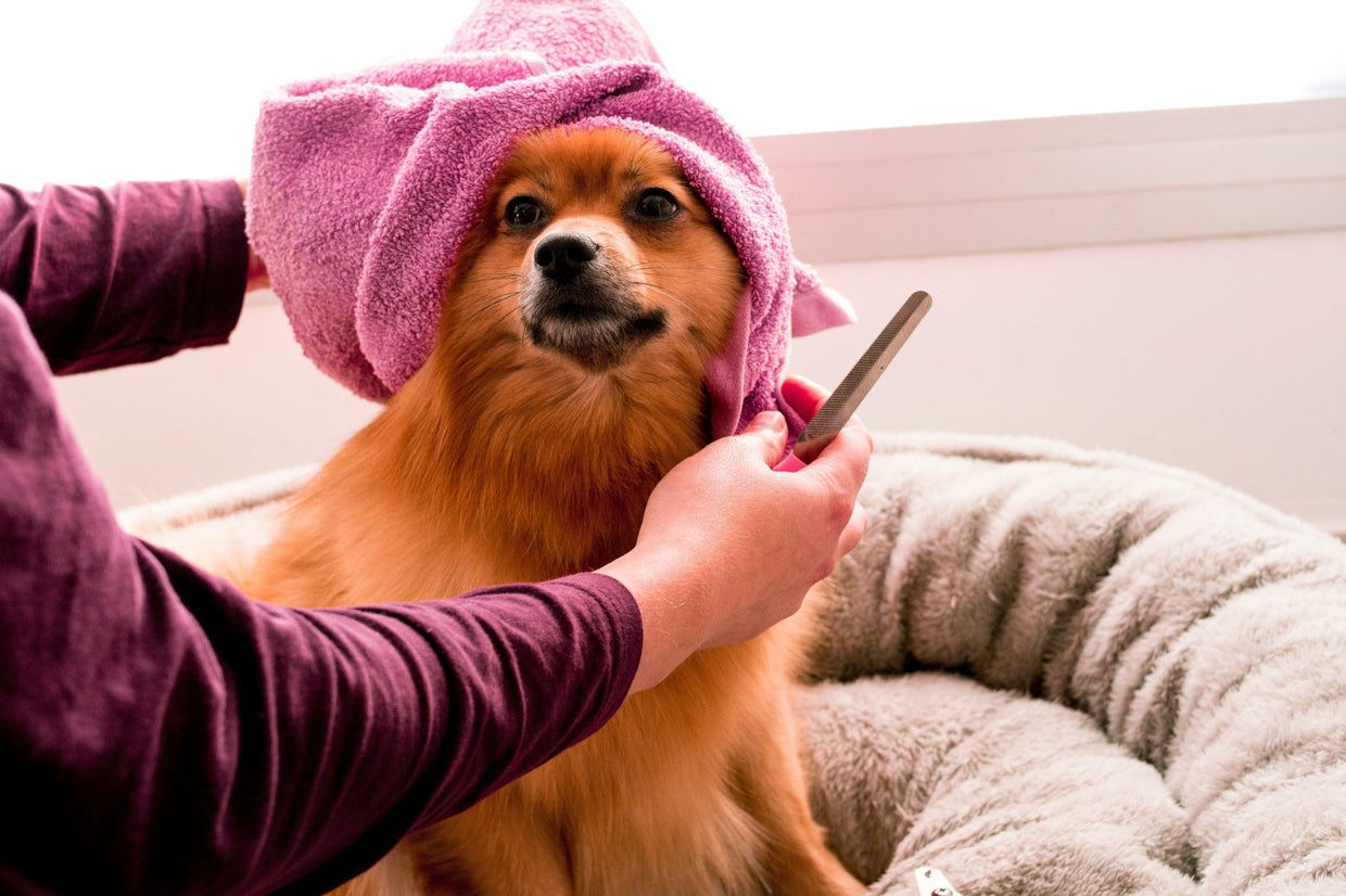 How to Choose Dog Grooming Tools and Supplies for Home Grooming