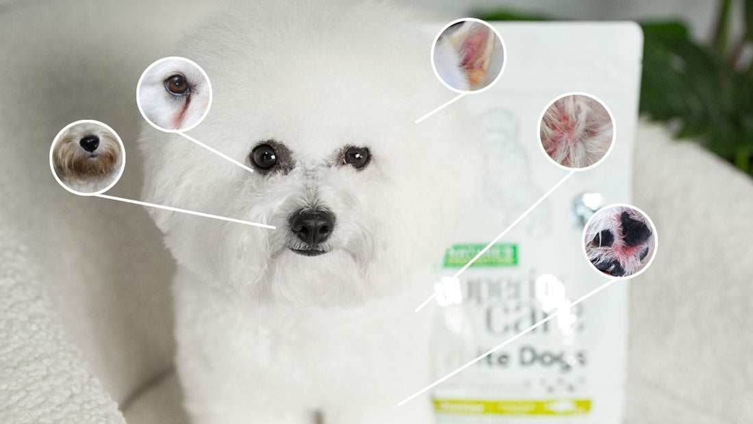 How to Choose the Best Hypoallergenic Dog Food for Sensitive Dog: A Guide to Superior Care Products - Kika USA SuperiorCare.Pet