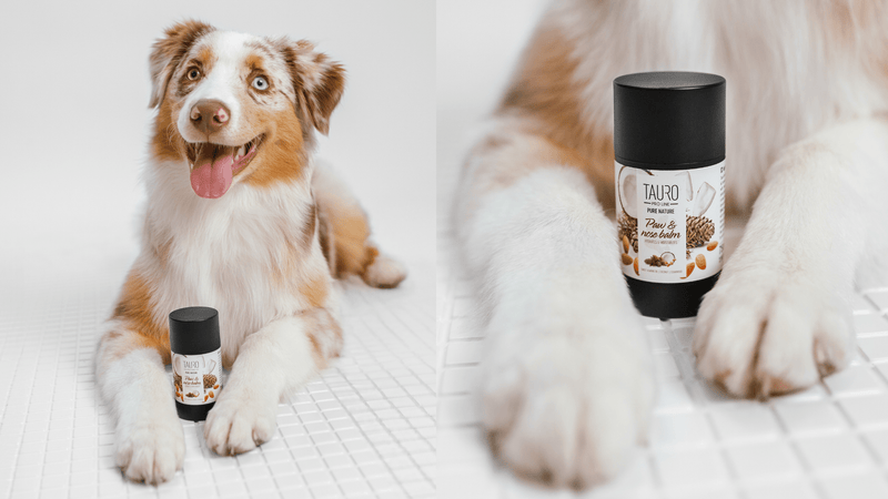 How to Choose the Best Paw Balm for Dogs with Allergies or Sensitive Skin