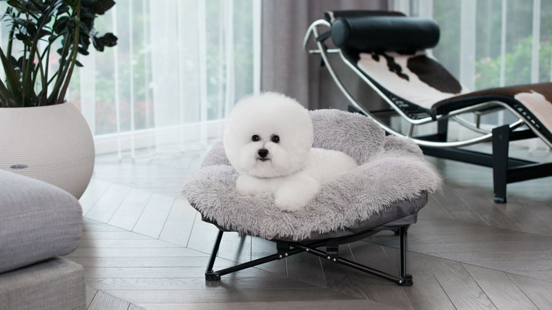 How to Clean a Dog Bed and Other Pet Supplies