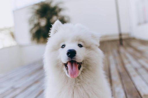 How to Get Rid of Tear Stains on Dogs: Your Ultimate Guide - Kika USA SuperiorCare.Pet
