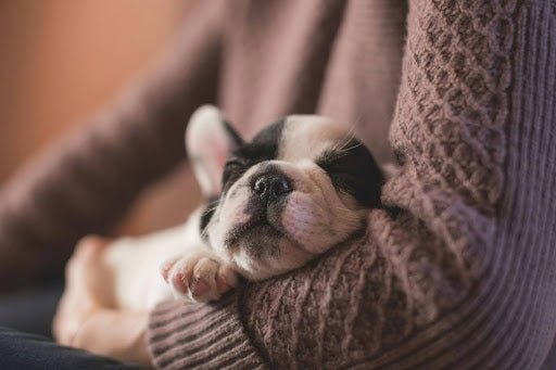 How to Get Your Puppy to Sleep Through the Night: A Puppy Training Guide - Kika USA