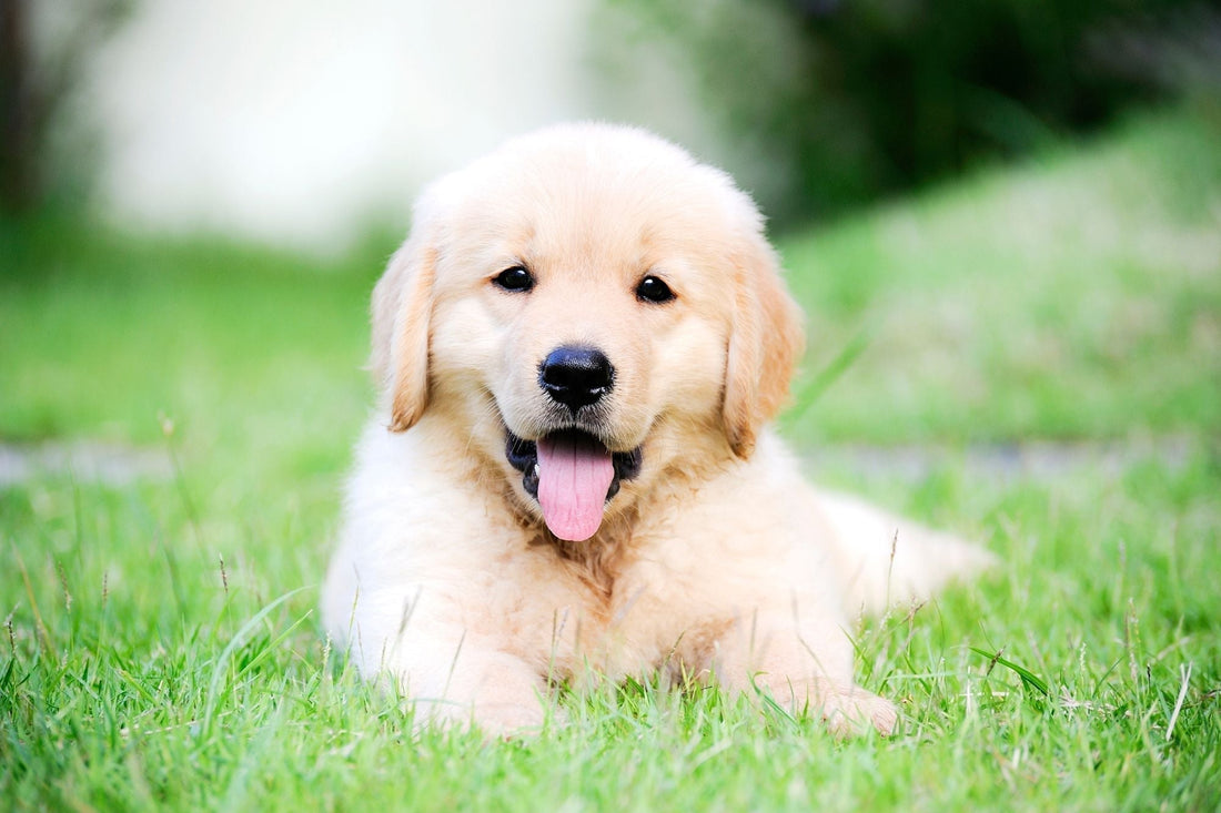How to Toilet Train Your Puppy in 7 Days: Your Step-by-Step Guide - Kika USA