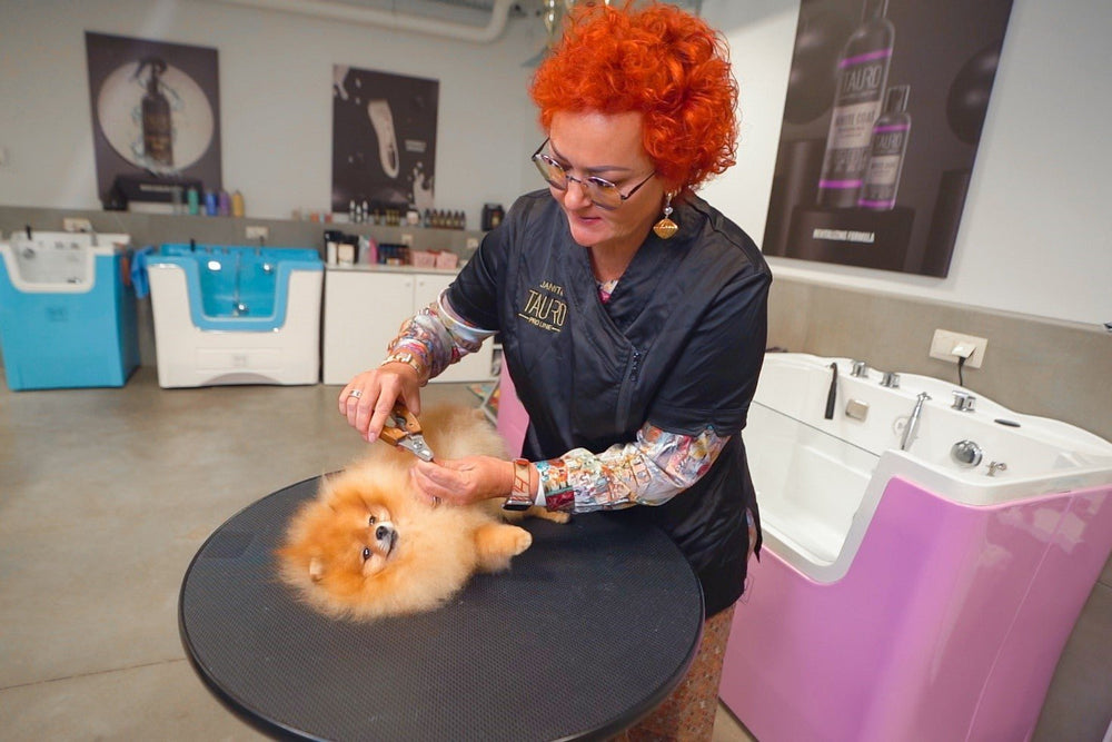 How To Trim A Dog Nails: Step-by-step Tips From A Pro Groomer - Kika USA