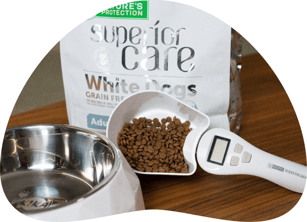 Is Norming Food Portions for Dogs Just a Myth? Exploring the Truth About Feeding Practices - Kika USA