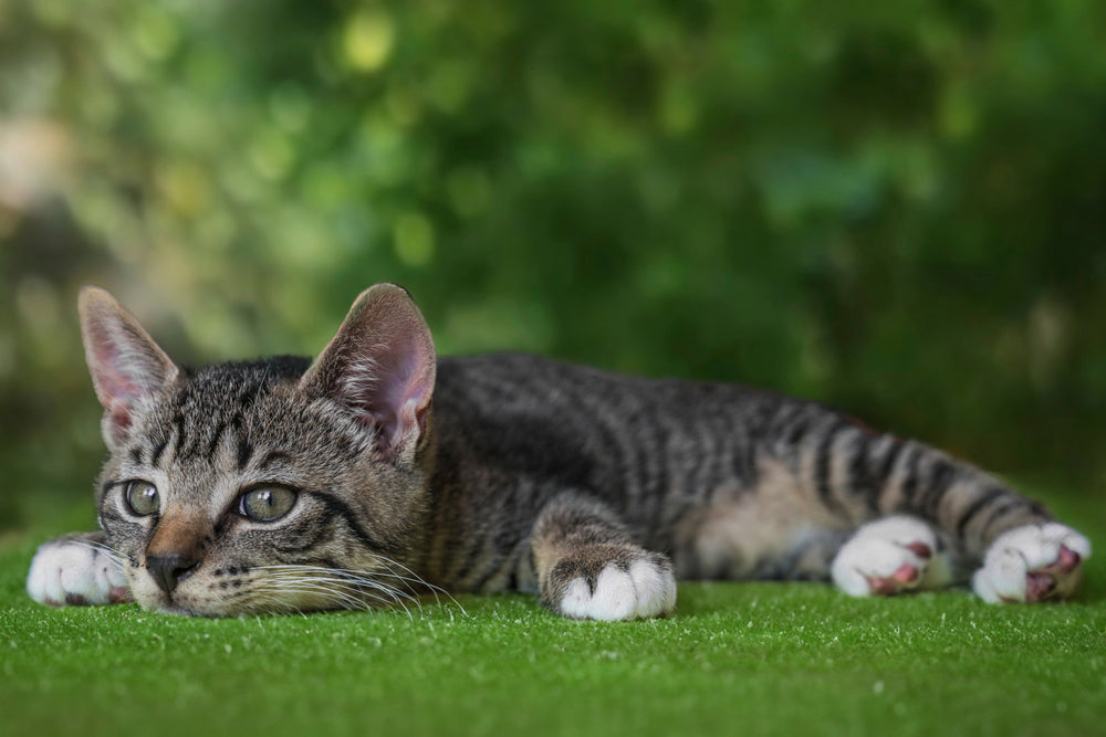 Cat Shampoo for Kittens: What Is Safe to Use?