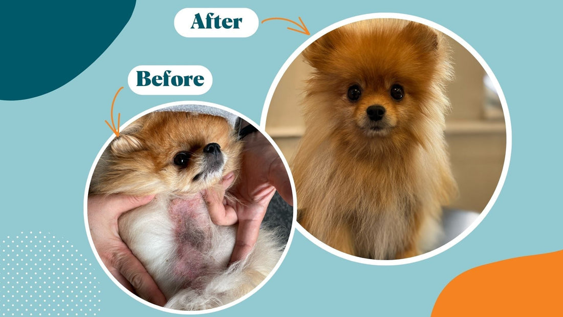 My Dog has Alopecia. What should I do? - Kika USA SuperiorCare.Pet