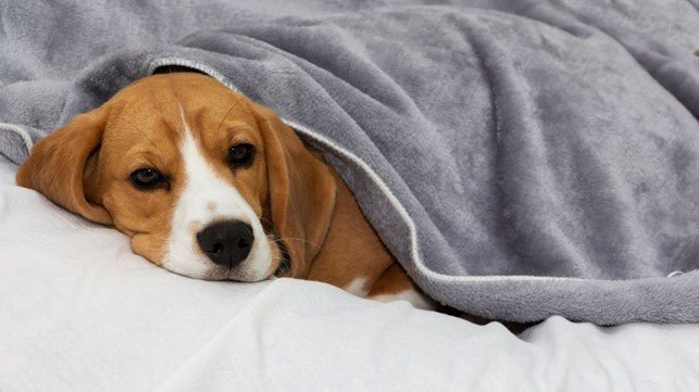 My Dog Is Coughing: 6 Possible Reasons Why - Kika USA