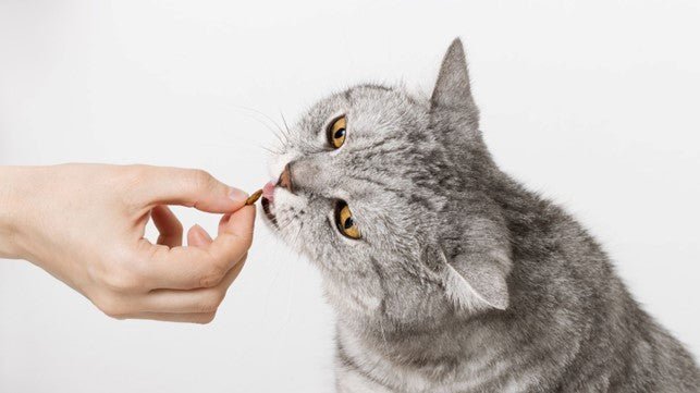 Nature's Protection Superior Care Cat Food: Tailored Nutrition for Your Feline Friend - Kika USA