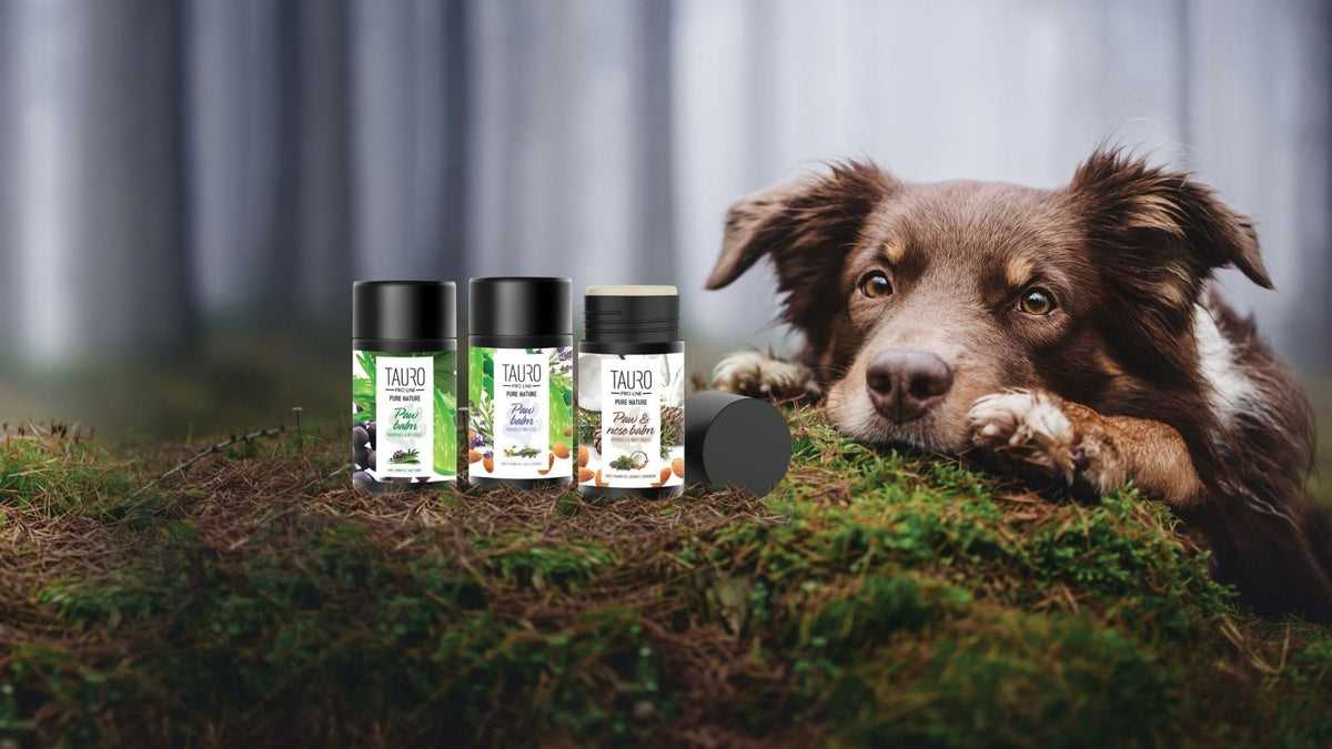 Pet-Safe Paw Balm Ingredients: What to Look For and What to Avoid