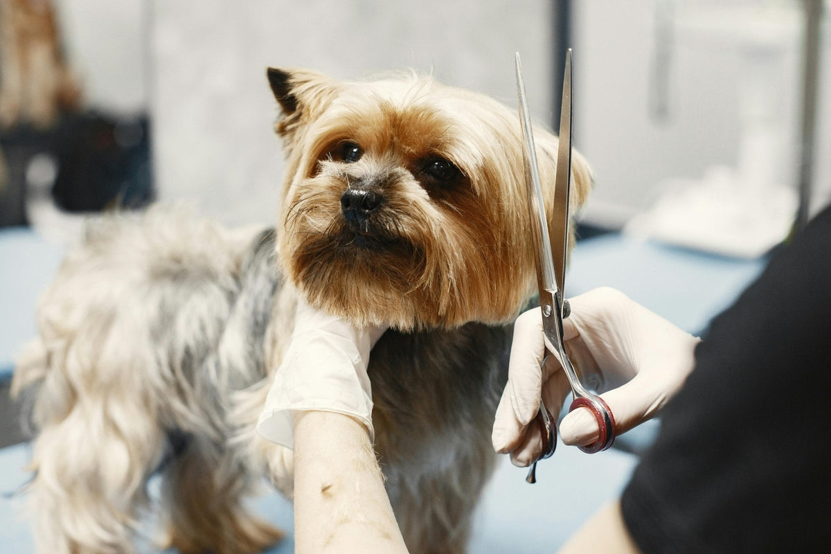 Professional Dog Grooming Supplies: What Groomers Need vs. What Pet Owners Need