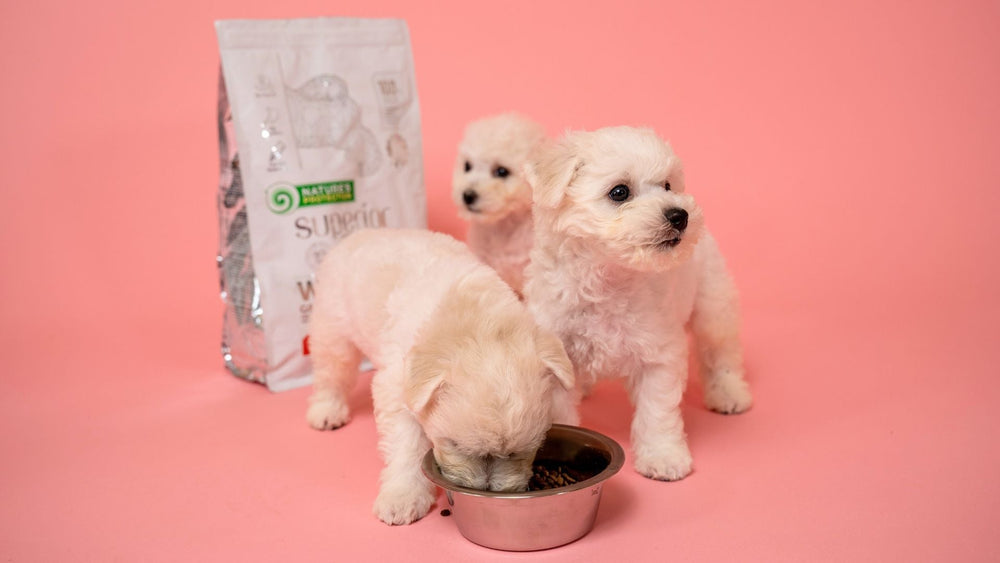 Puppy Nutrition Guide: How To Choose the Best Food for Puppies? - Kika USA