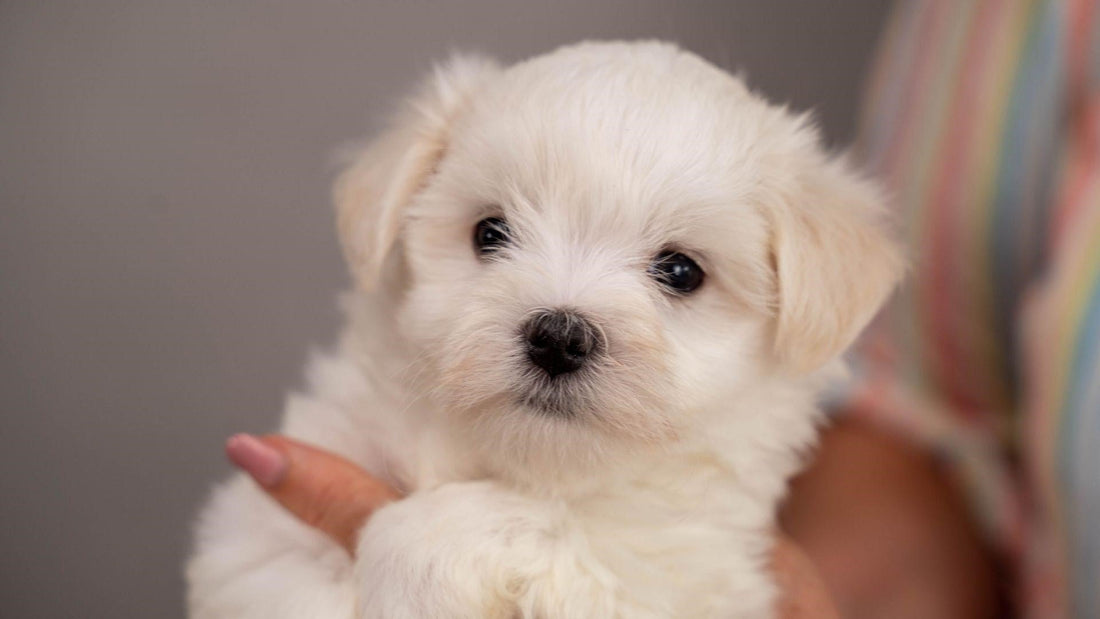 Puppy Nutrition: How Often Should I Feed My Puppy? - Kika USA SuperiorCare.Pet
