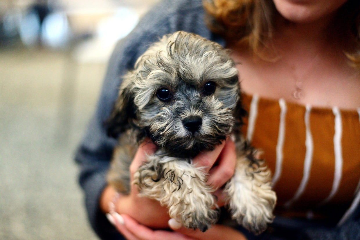 Puppy Rabies Vaccine: When Do Puppies Need Their Rabies Shot?