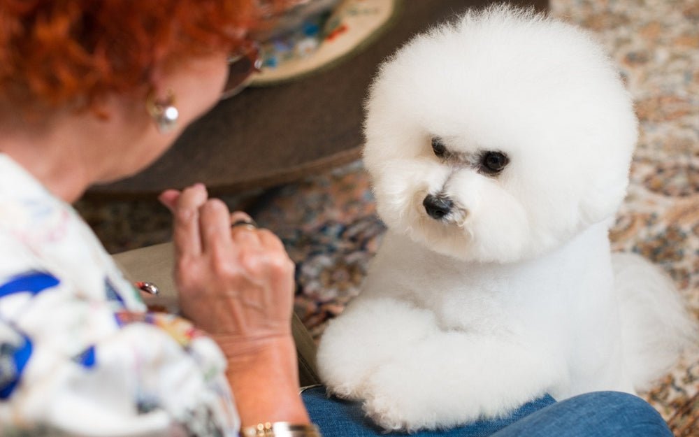 Puppy Training 101: Your Guide to Mastering Basic Puppy Training - Kika USA