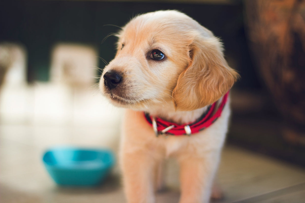 Puppy Vaccine Side Effects: What’s Normal and When to Call the Vet