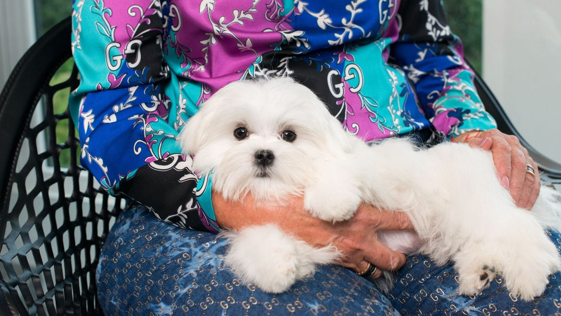 Puppy Vomiting: Why Is My Puppy Throwing Up and What Do I Do? - Kika USA SuperiorCare.Pet