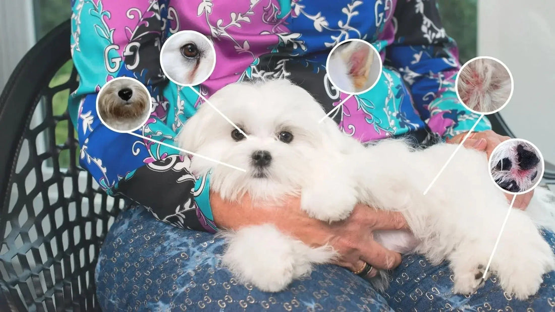 Recognizing Dog Allergy Symptoms: 5 Signs Every Pet Owner Should Know - Kika USA SuperiorCare.Pet