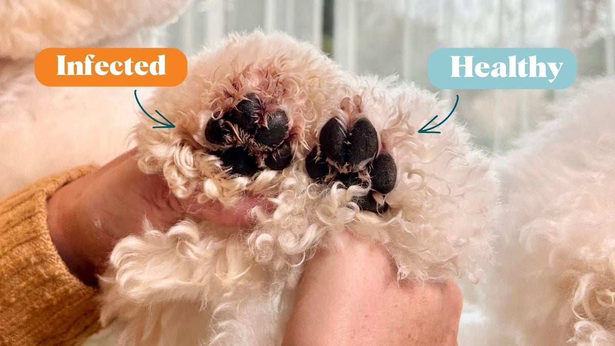 Red Paws Beware: Navigating the Risks and Remedies of Paw Fungus