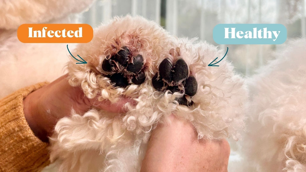 Red Paws Beware: Navigating the Risks and Remedies of Paw Fungus - Kika USA