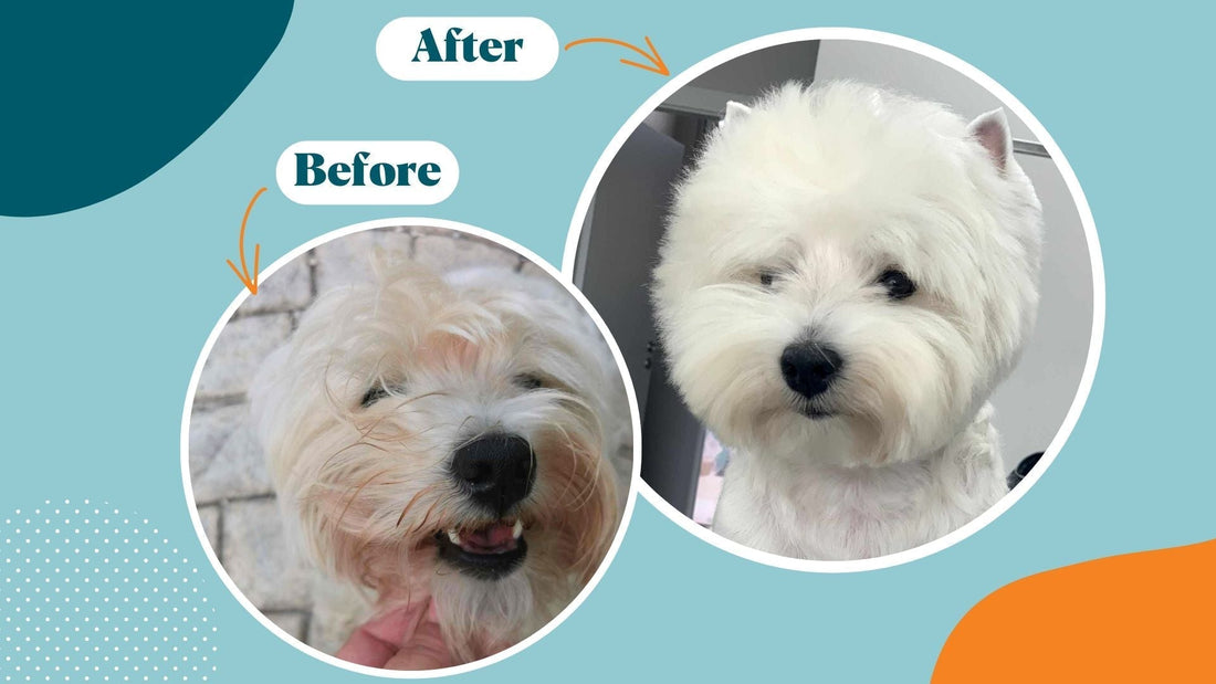 Say Goodbye to Brown Stains: A Comprehensive Guide for Dog Owners - Kika USA SuperiorCare.Pet