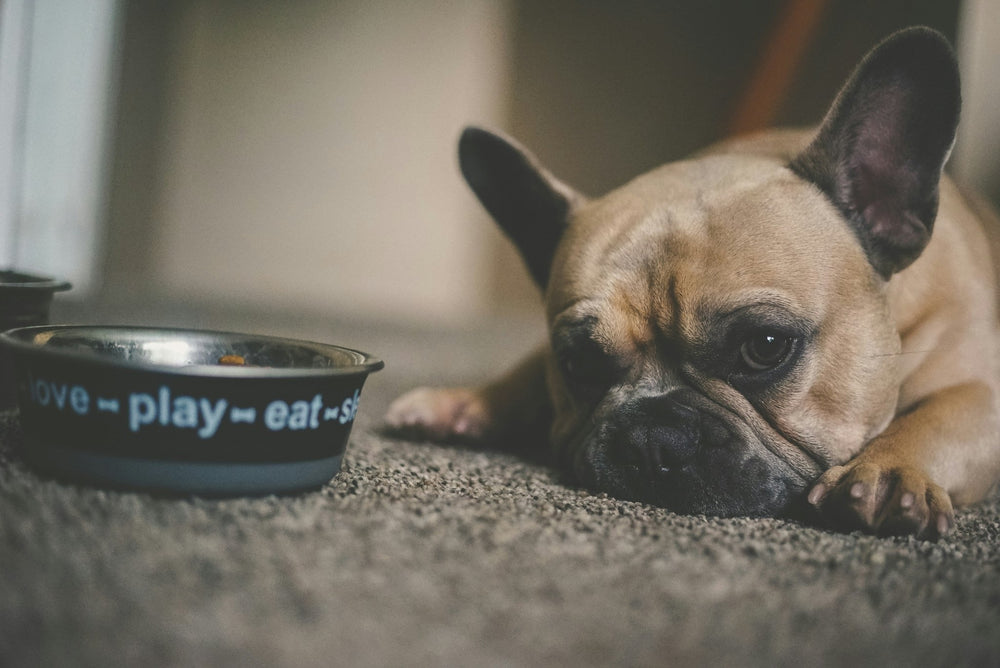 Sensitive Stomach Dog Food: What to Feed a Dog with Digestive Upset - Kika USA
