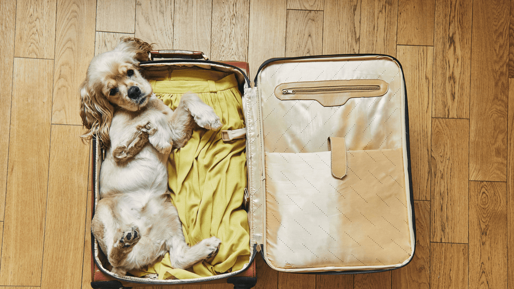 Spring Adventures Are Better with a Pet by Your Side - Kika USA SuperiorCare.Pet