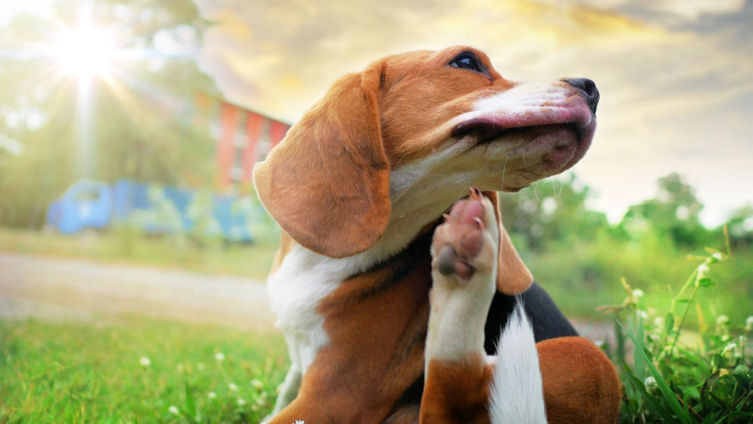 Spring Allergies in Dogs: Causes, Symptoms, and Solutions - Kika USA SuperiorCare.Pet