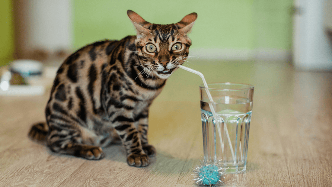 Summer Hydration Tips for Cats Who Refuse to Drink - Kika USA SuperiorCare.Pet