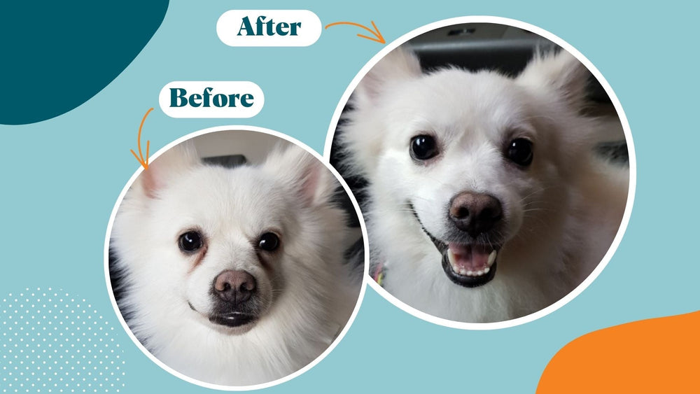 Tackling Tear Stains: How to Fix This Common Problem in Dogs - Kika USA