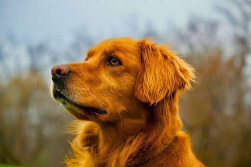 The Best Dog Food for Skin and Coat Health: Nutrition for Every Coat Color - Kika USA