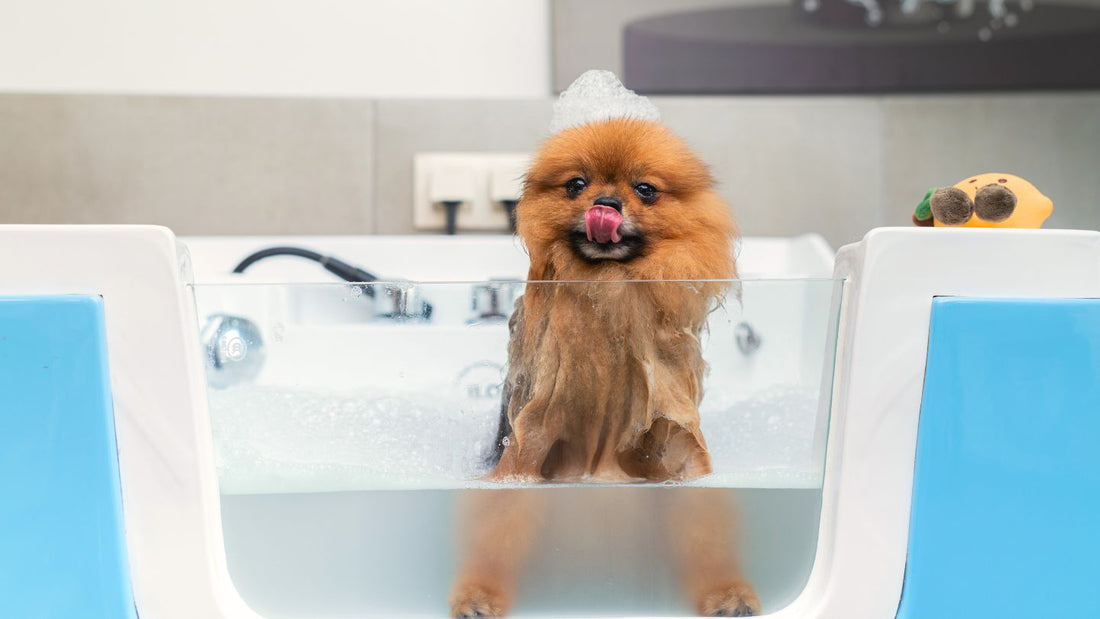 The Joy of Clean: How Grooming Boosts Your Pet's Mood (and Yours!) - Kika USA SuperiorCare.Pet