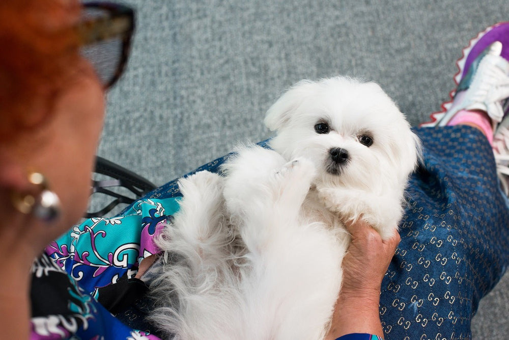 The Most Popular Dog Names 2026 - Kika USA