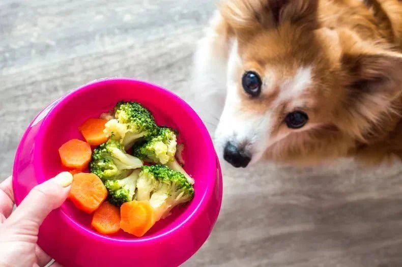 The Ultimate Guide to Safe and Unsafe Human Foods for Dogs and Puppies - Kika USA