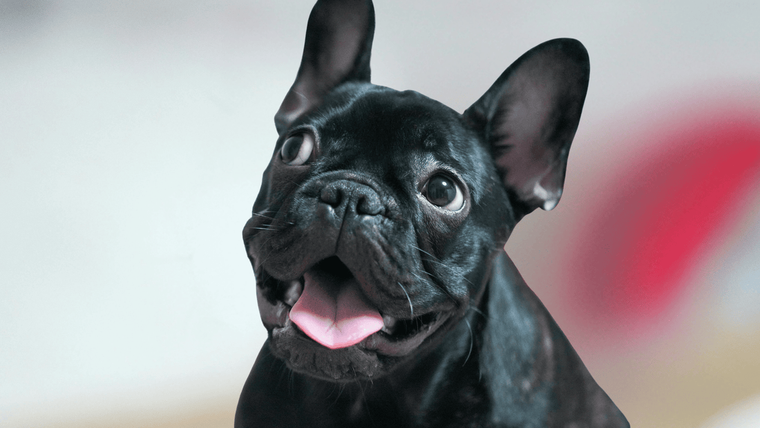 Top 10 Most Popular Dog Breeds of 2024 + Care Tips - Kika USA SuperiorCare.Pet