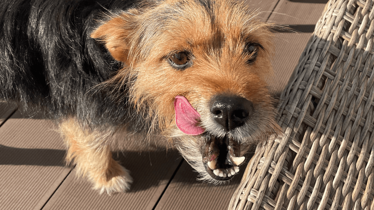 Top 5 Signs Your Pet’s Diet Needs an Upgrade