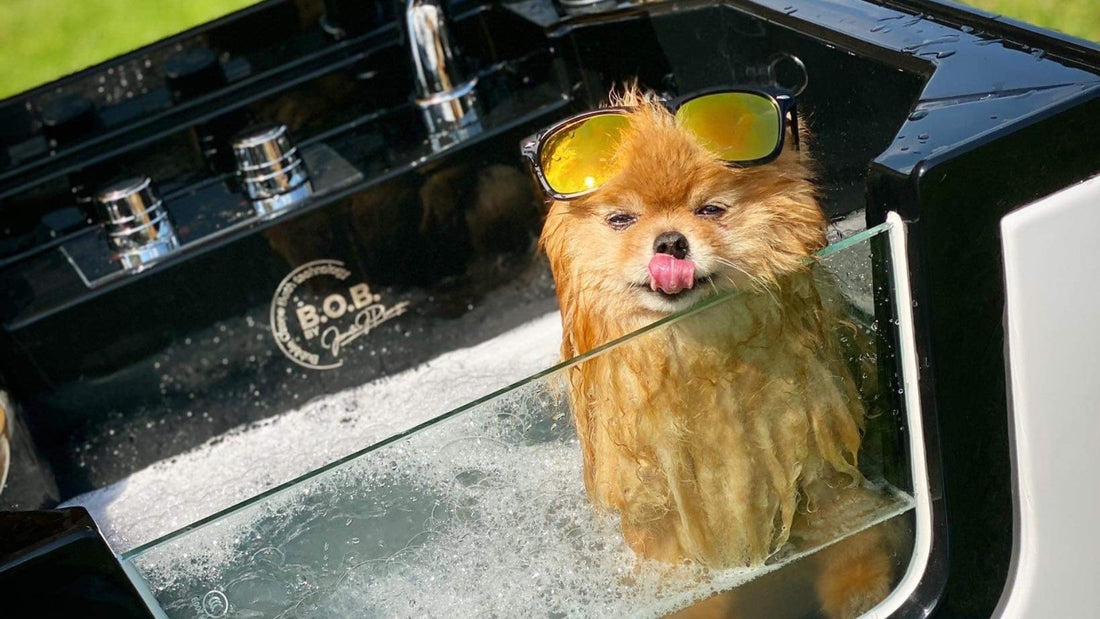 TOP 5 Tail-Wagging Summer Activities to Enjoy with Your Dog - Kika USA SuperiorCare.Pet
