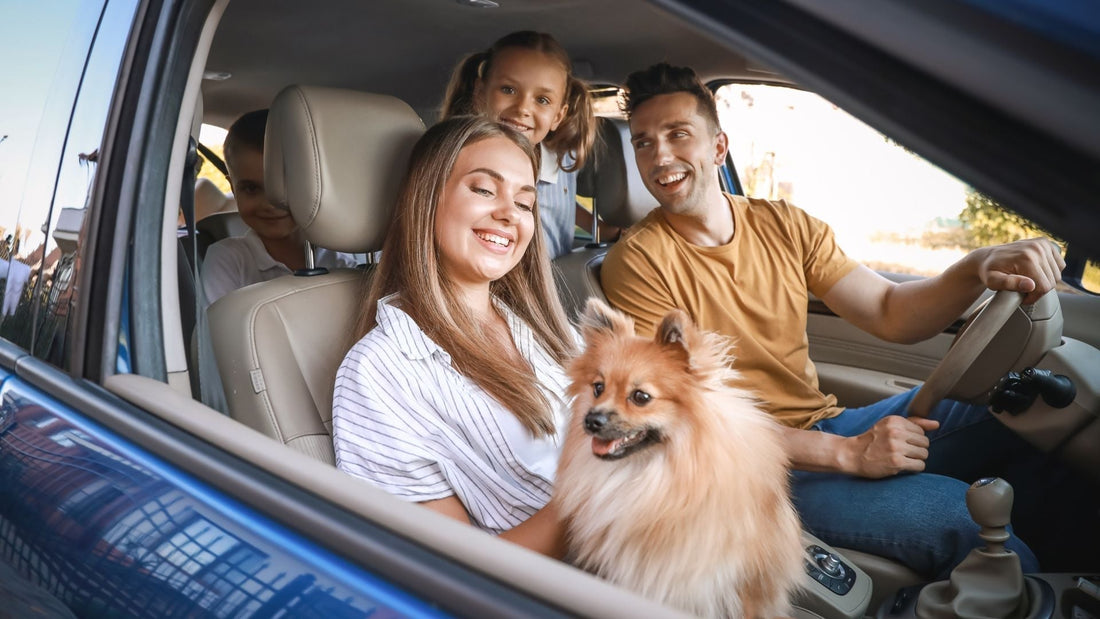 Traveling Safely and Conveniently with Your Pets: Essential Tips for Summer Adventures - Kika USA SuperiorCare.Pet