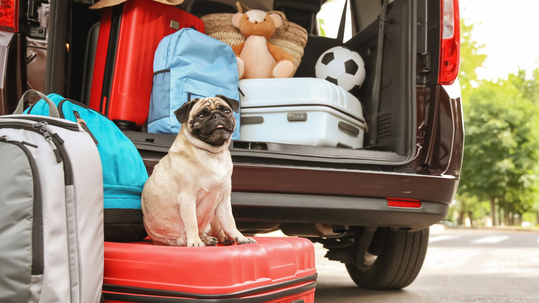 Traveling with Your Pet: What to Do if They Get Car Sick - Kika USA SuperiorCare.Pet
