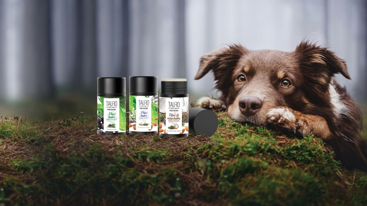 Ultimate Guide: How to Keep Your Dog’s Paws Healthy & Adventure-Ready!