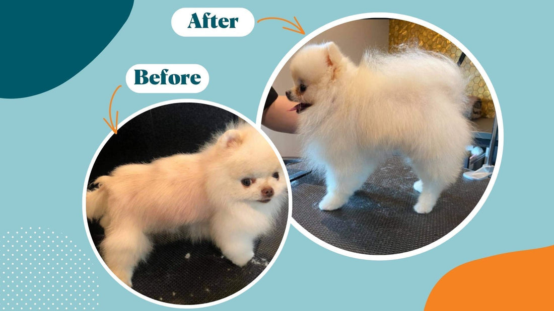 Understanding and Managing Pet Alopecia - Kika USA SuperiorCare.Pet